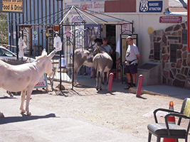 Side Trip to Oatman